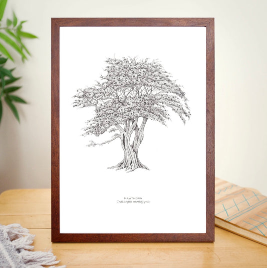 Hawthorn A4 Print
