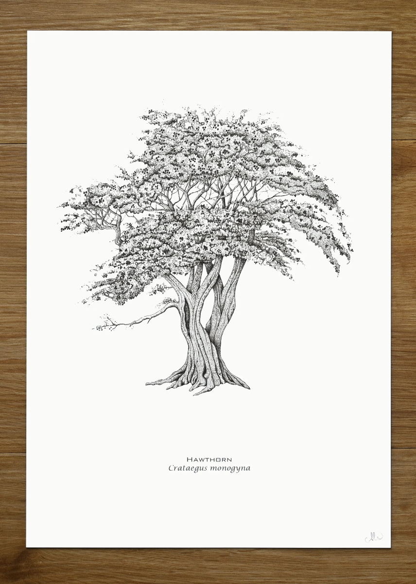 Hawthorn A4 Print