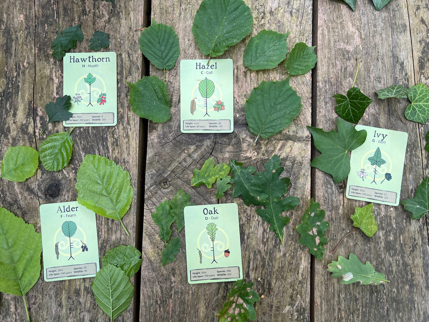 Tree Ogham card deck & game