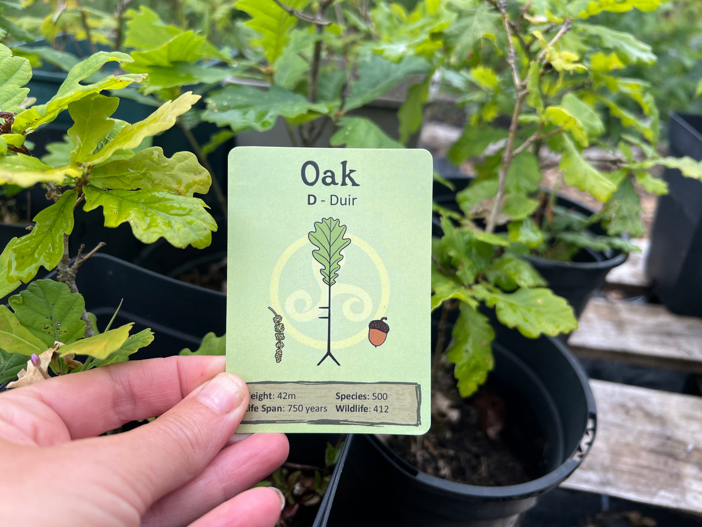 Tree Ogham card deck & game
