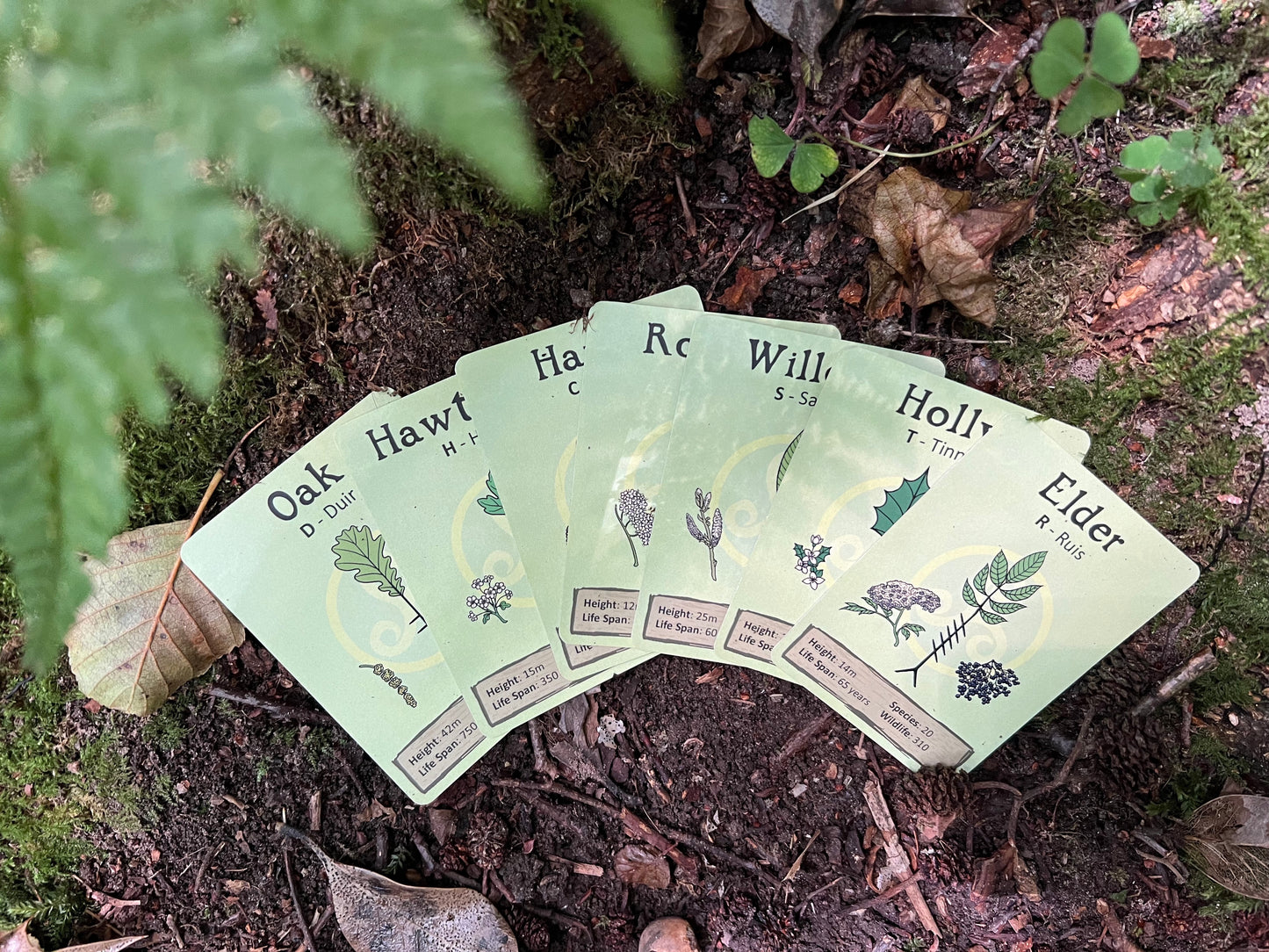 Tree Ogham card deck & game