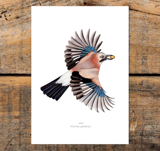 Jay with Acorn A4 Print