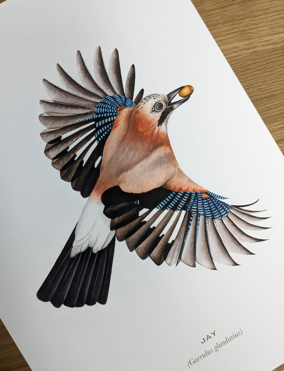 Jay with Acorn A4 Print