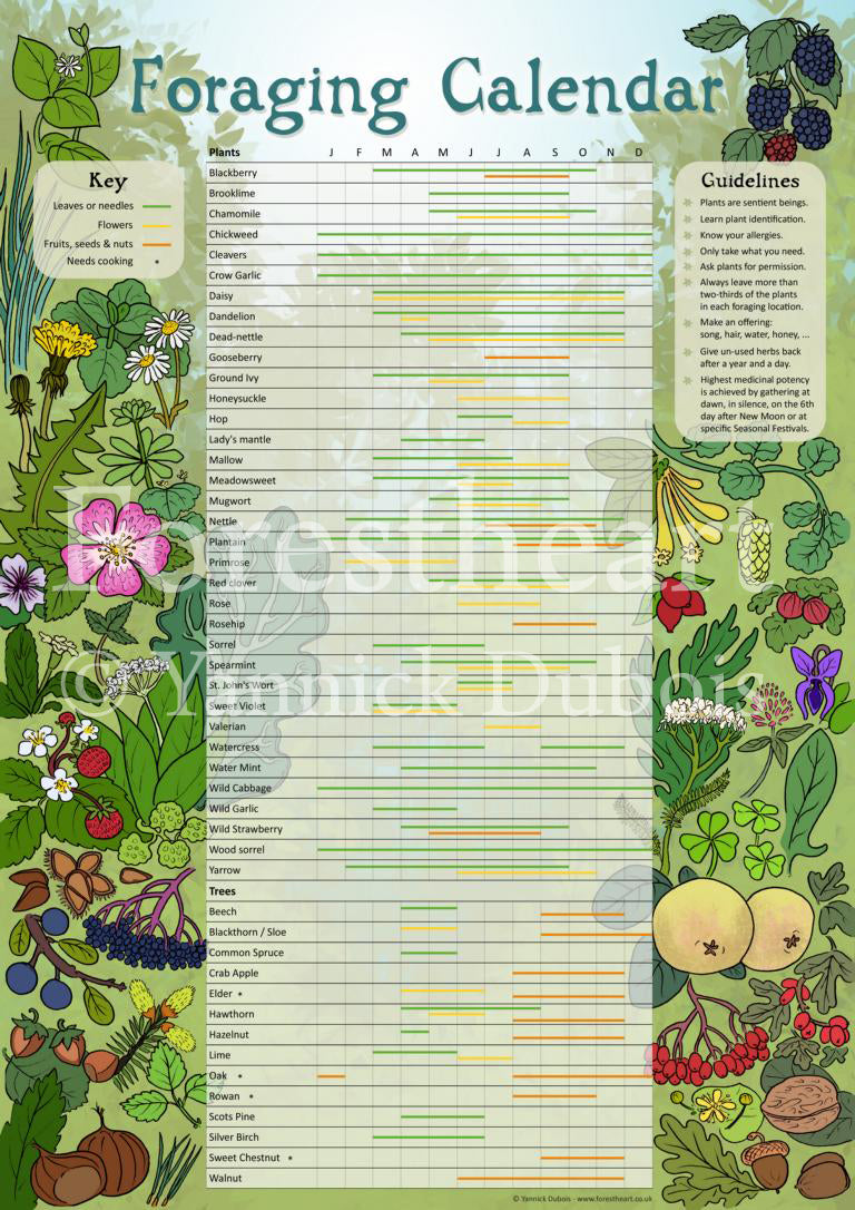 Foraging Calendar Poster