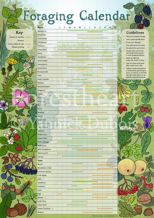 Foraging Calendar Poster