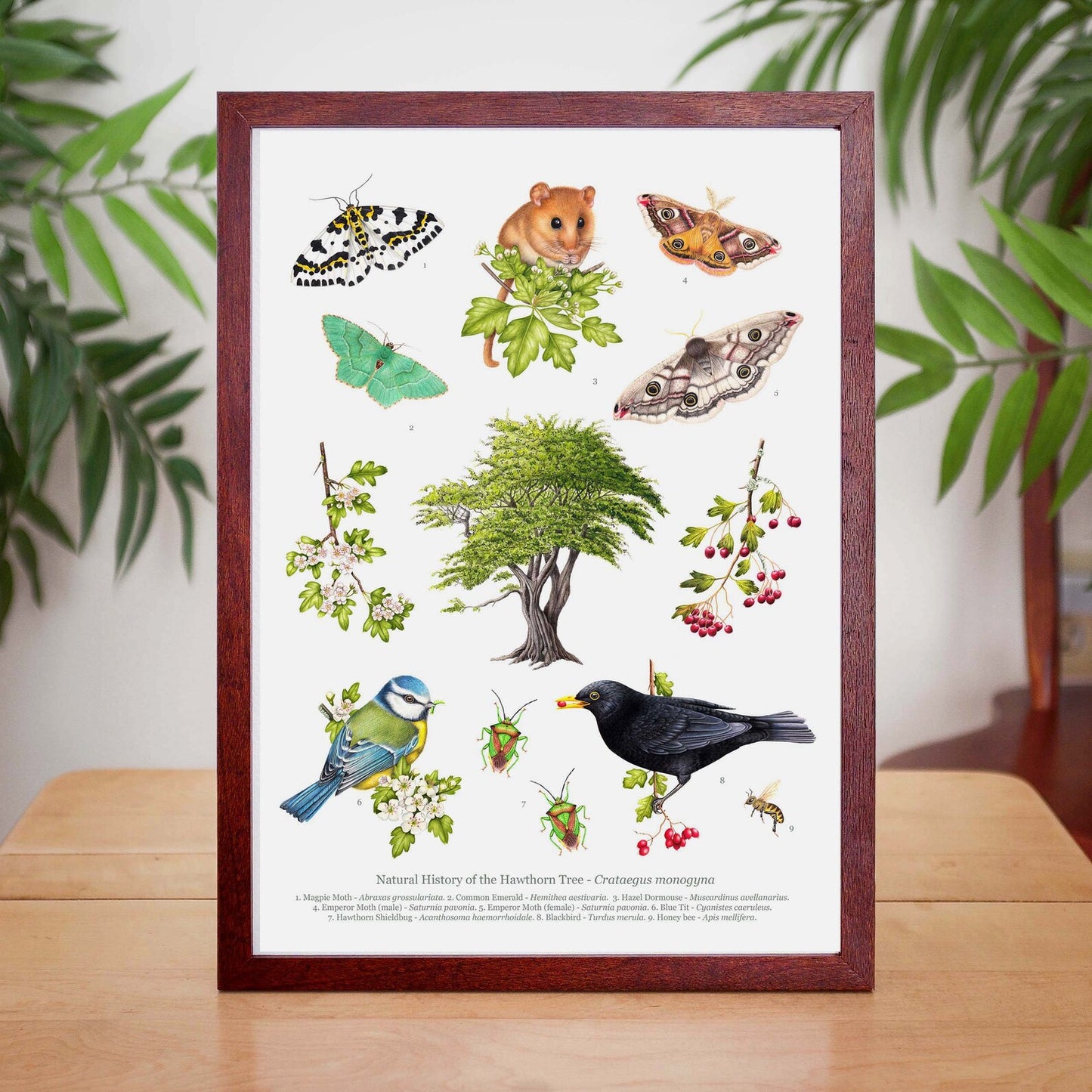 Natural history of the Hawthorn tree print