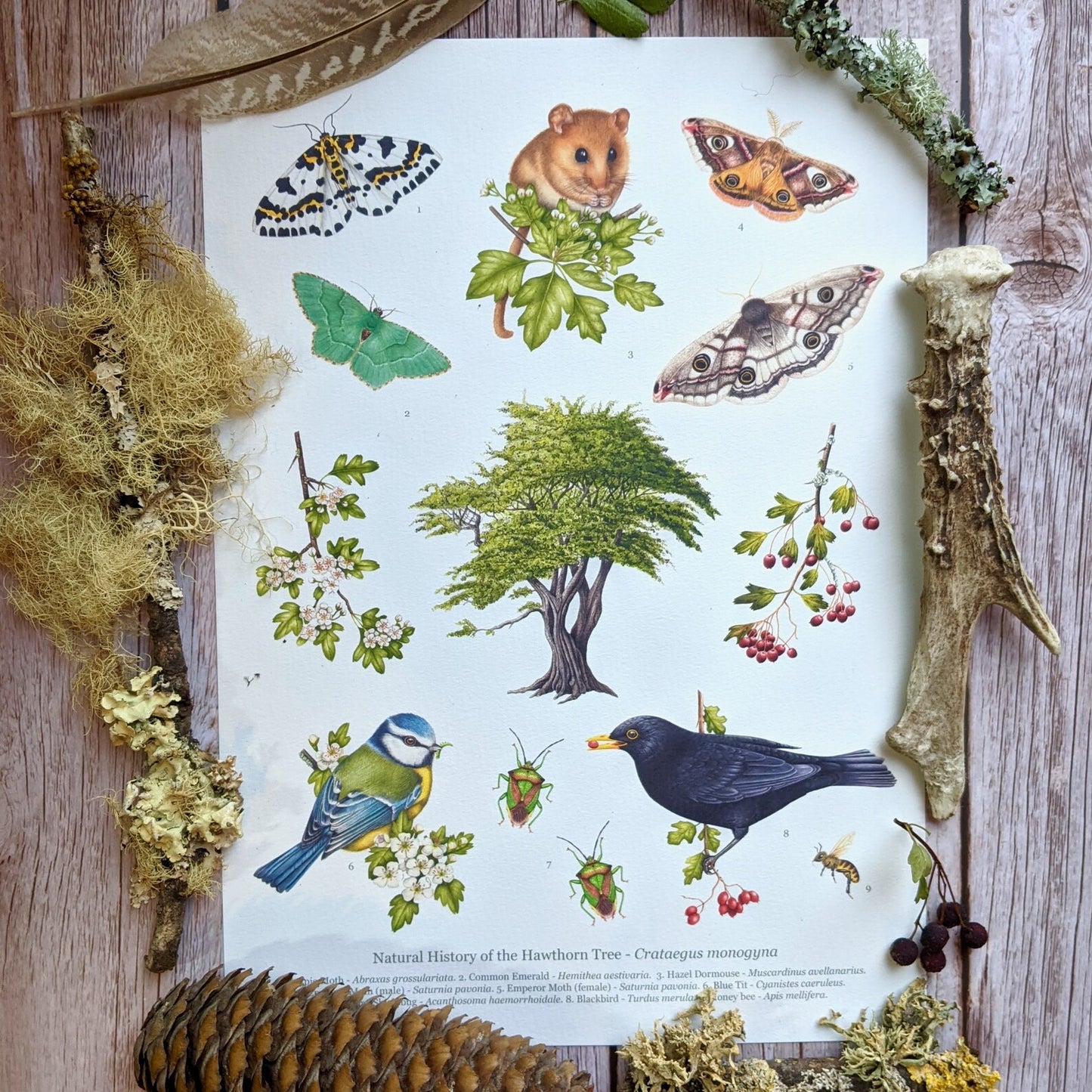 Natural history of the Hawthorn tree print