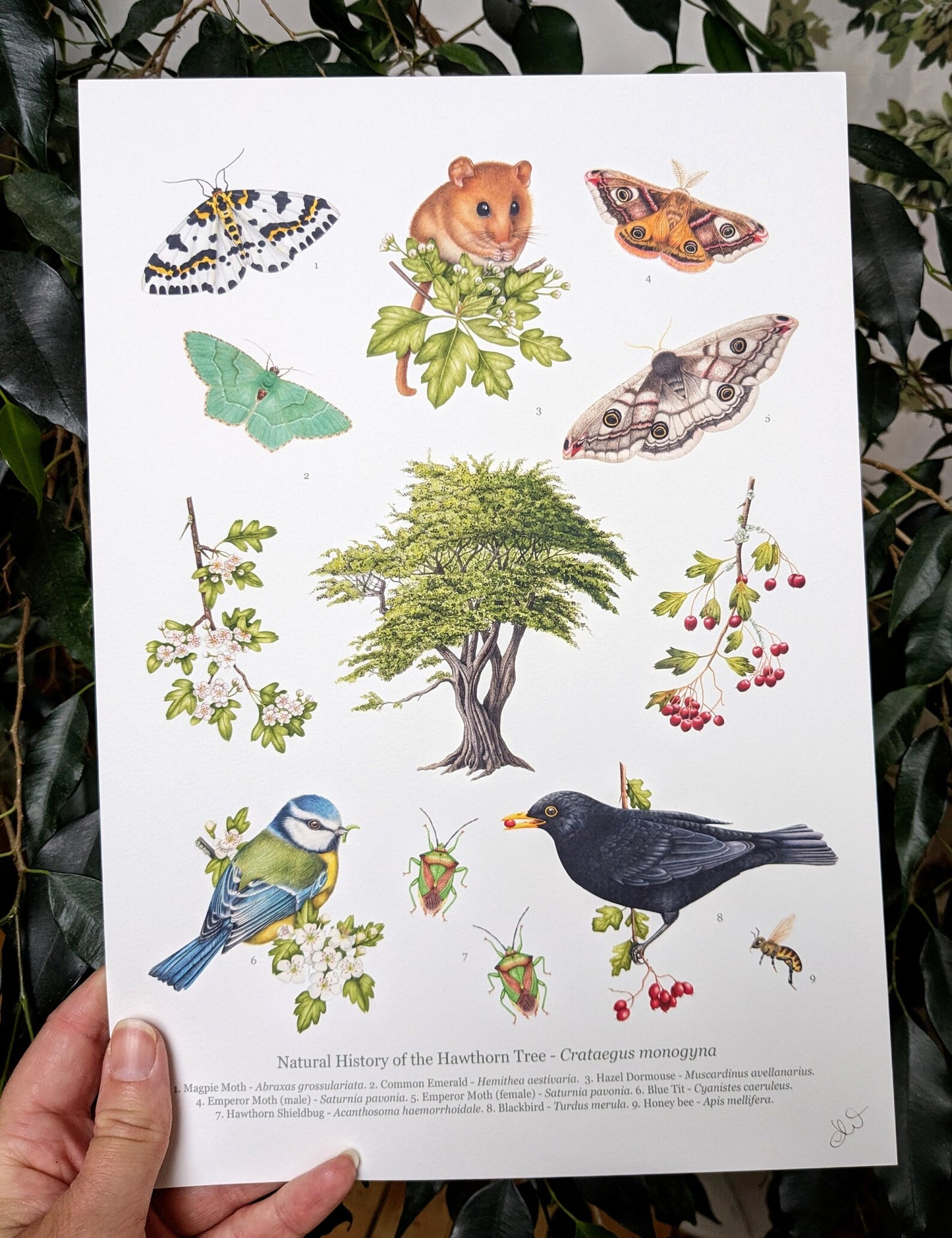 Natural history of the Hawthorn tree print