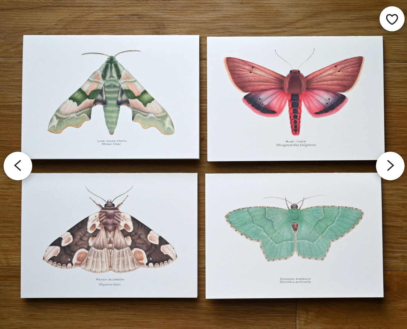Moths Greeting Card Set 4-pack