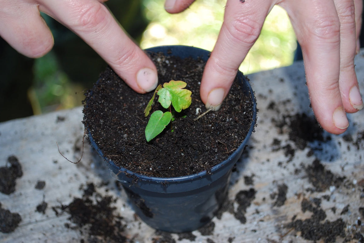 Webinar: Growing Forests from Seed (Introduction)
