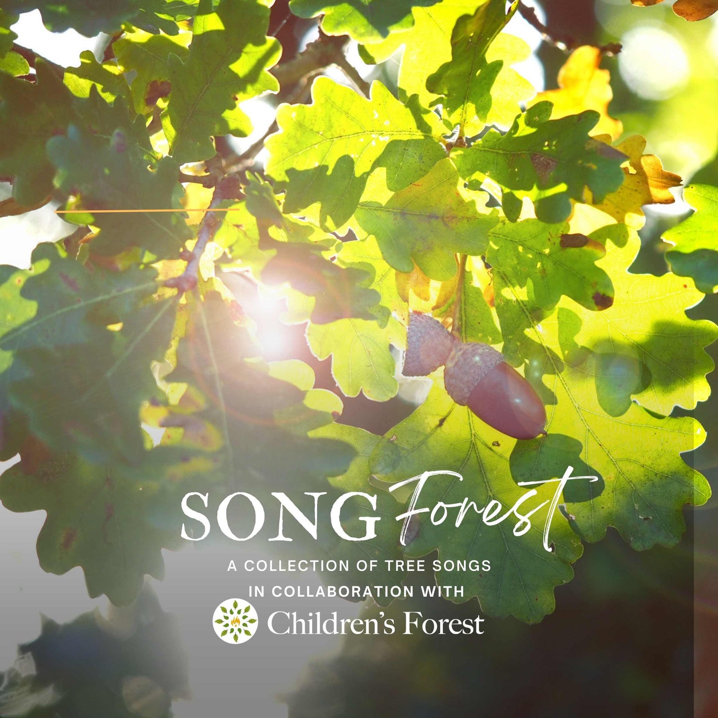 Song Forest album; a collection of tree songs (digital download)