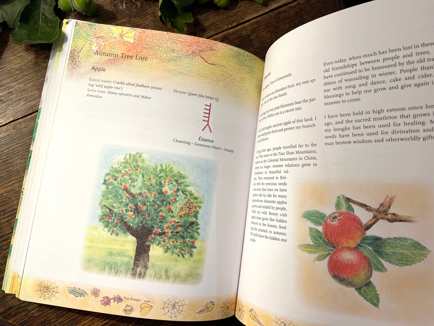 The Children's Forest book