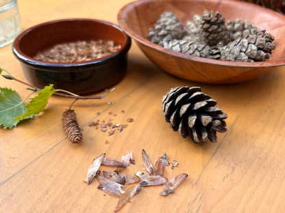 Webinar: Growing Forests from Seed (Introduction)