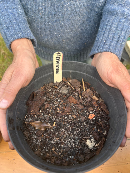Webinar: Growing Forests from Seed (Introduction)